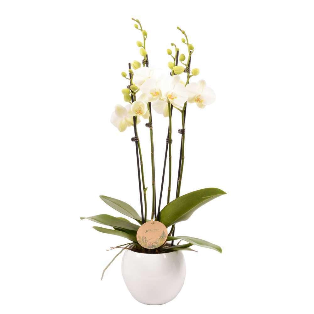 PHAL 4T BLC TRUFFAUT D14H60-(926693)