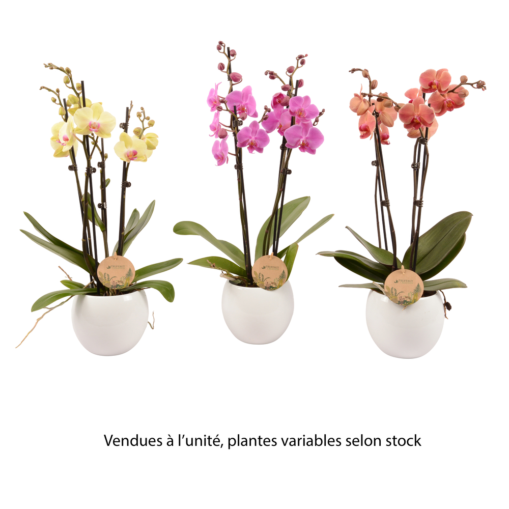 PHAL 4T VARIE TRUFFAUT D14 H60-(926694)