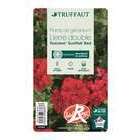Géranium lierre double 'Toscana® Sunflair Red' Label Rouge : 10 plants