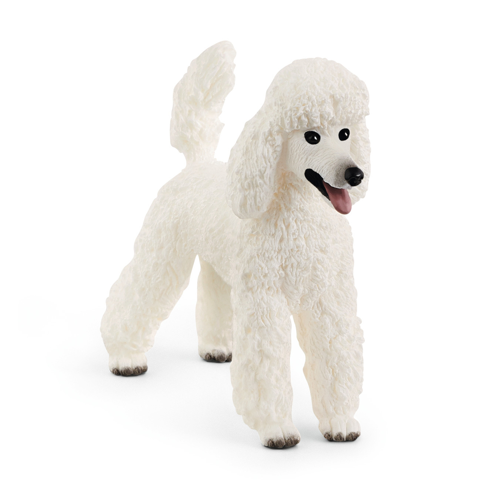 CANICHE-(926991)