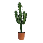 Euphorbia Eritrea - pot D.24 cm - H.120 cm
