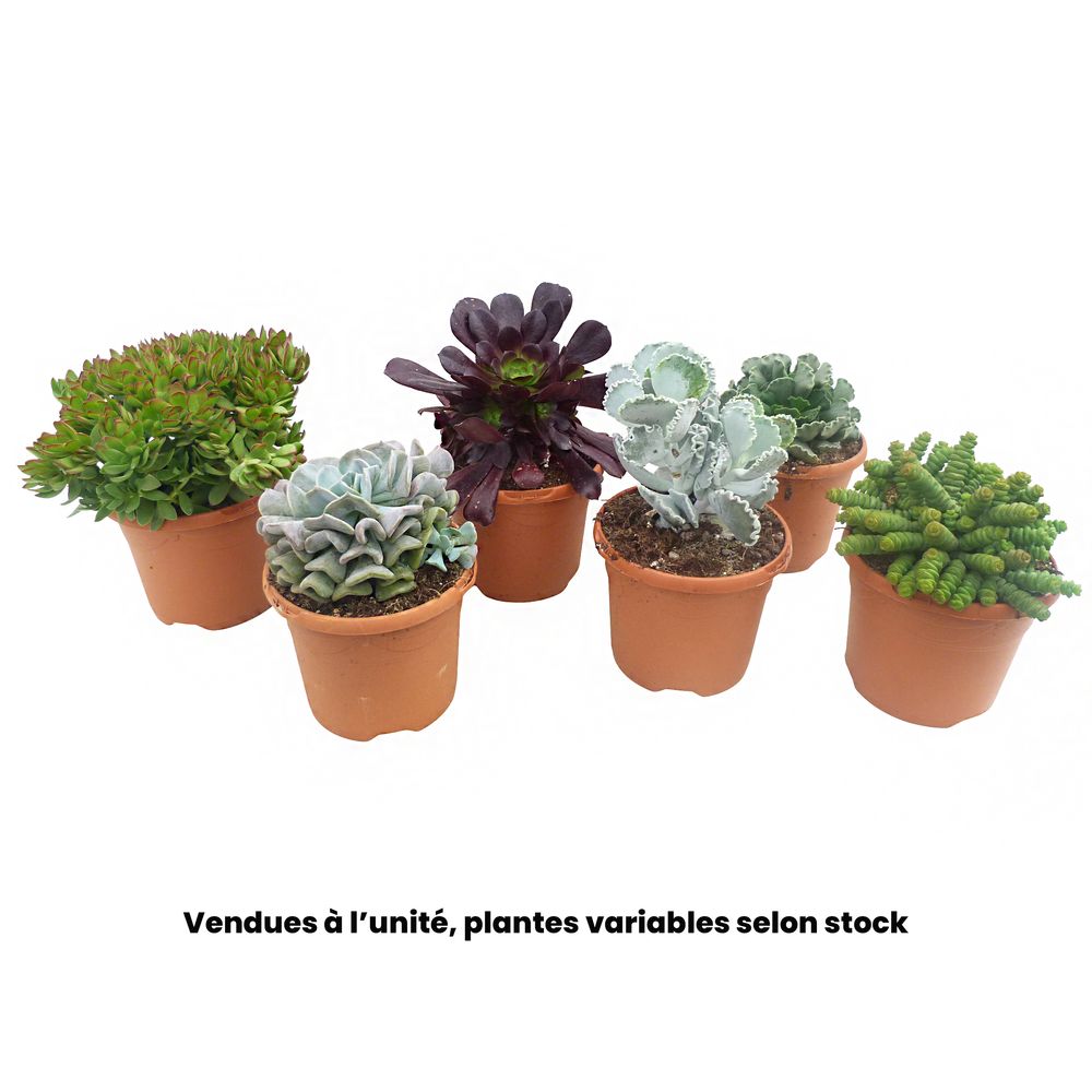 Succulentes, variétés variables : pot D.17cm