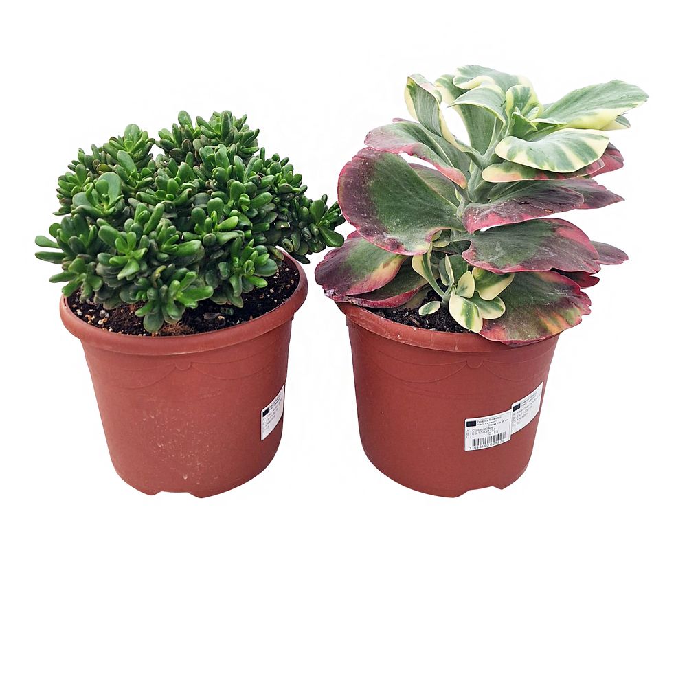 Succulentes, variétés variables : pot D.25cm