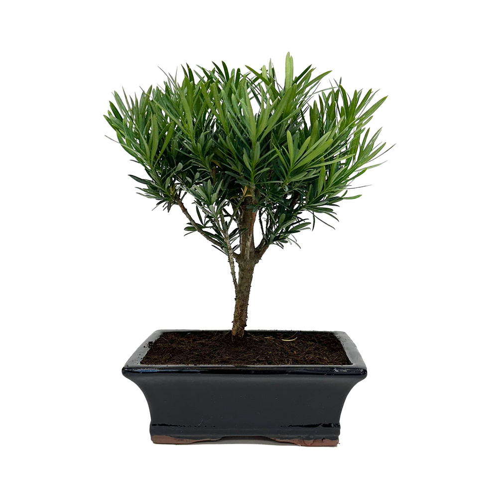 Bonsaï Podocarpus 5/6 ans boule