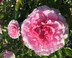 Rosier arbustif rose vif 'Genie leonard' : racines nues