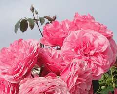 Rosier buisson rose franc 'Leonard de vinci' : racines nues