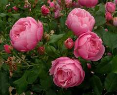 Rosier buisson rose 'Marie blanc paille' : racines nues