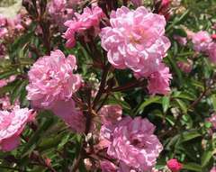 Rosier arbustif rose 'Petite coquine de chedigny' : racines nues