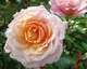 Rosier arbustif abricot et rose 'Pierre herme' : racines nues