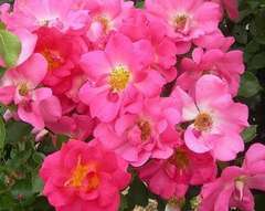 Rosier grimpant rose rose vif 'Rose bonbon' : pot de 5 litres