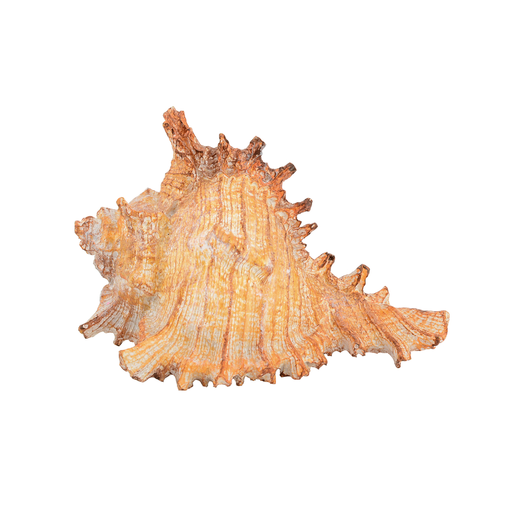 Coquillage artificiel Bolinus orange pour décoration d'aquarium