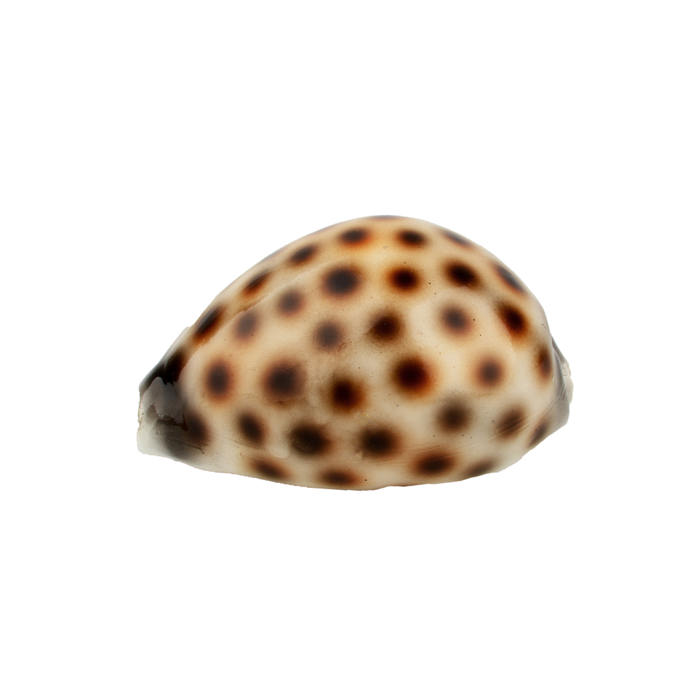 Coquillage artificiel Ciprea pour décoration d'aquarium