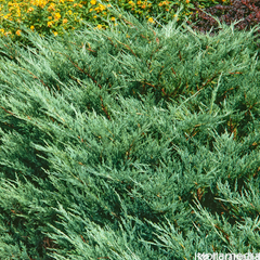 Genévrier (Juniperus conferta) 'Blue Pacific' 40/50: pot 3L