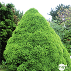 Sapinette blanche (Picea glauca) 'Conica' 50/60 : pot 5L