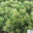 Pinus mugo Pumilio H30/40cm : pot 3L