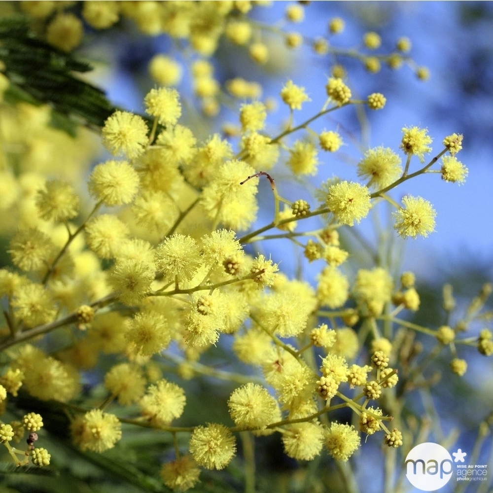 ACACIA GREFFE C10L-(933249)