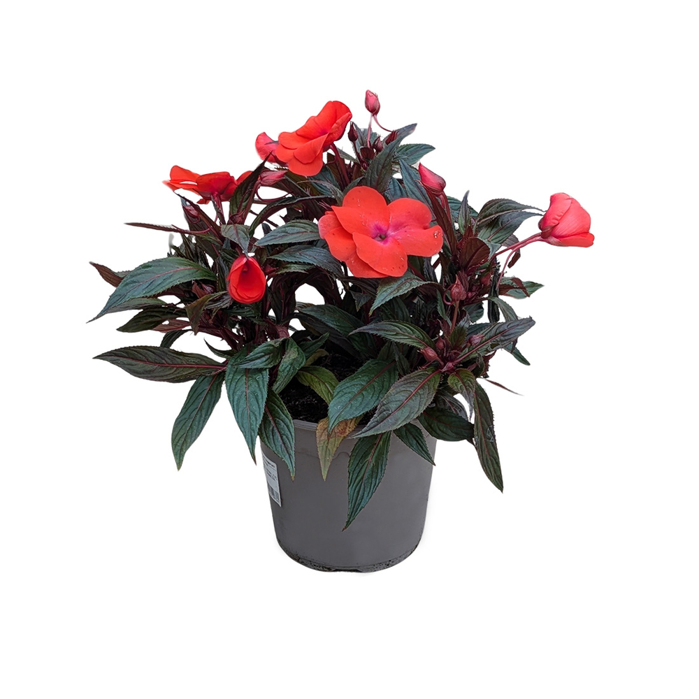 Impatiens de Nouvelle Guinée : pot 2,5L