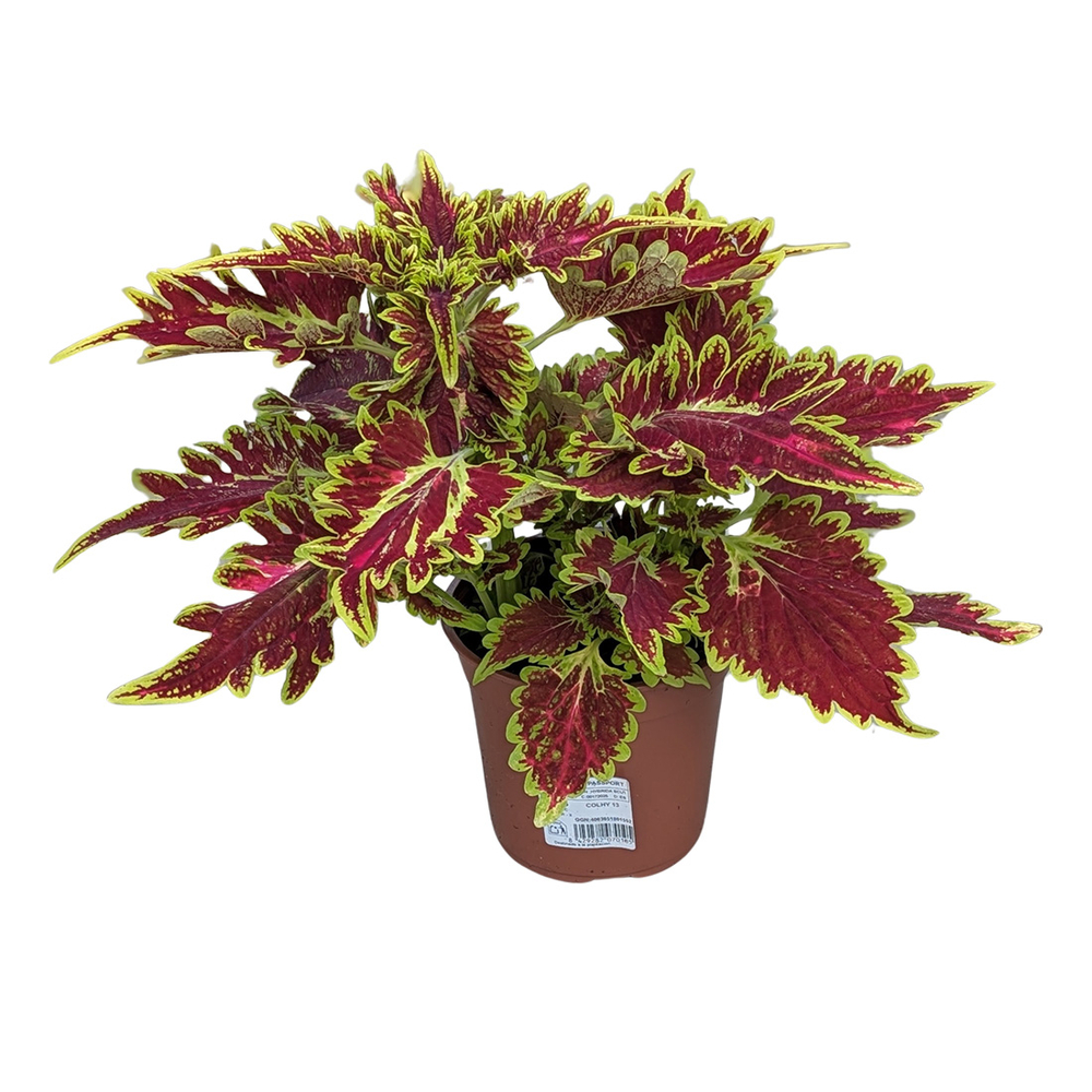 Coleus : pot D.13cm