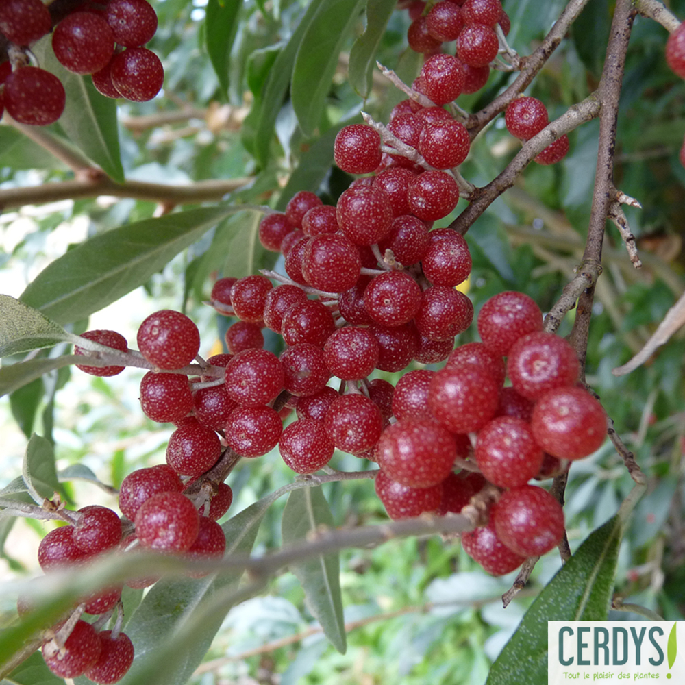 Eleagnus 'Amoroso' pot 3L