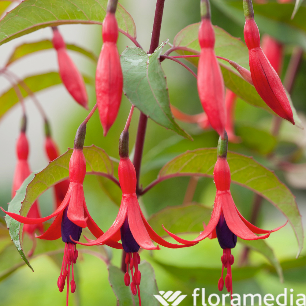 Fuchsia 'Royal de Reitz' - Pot 3L