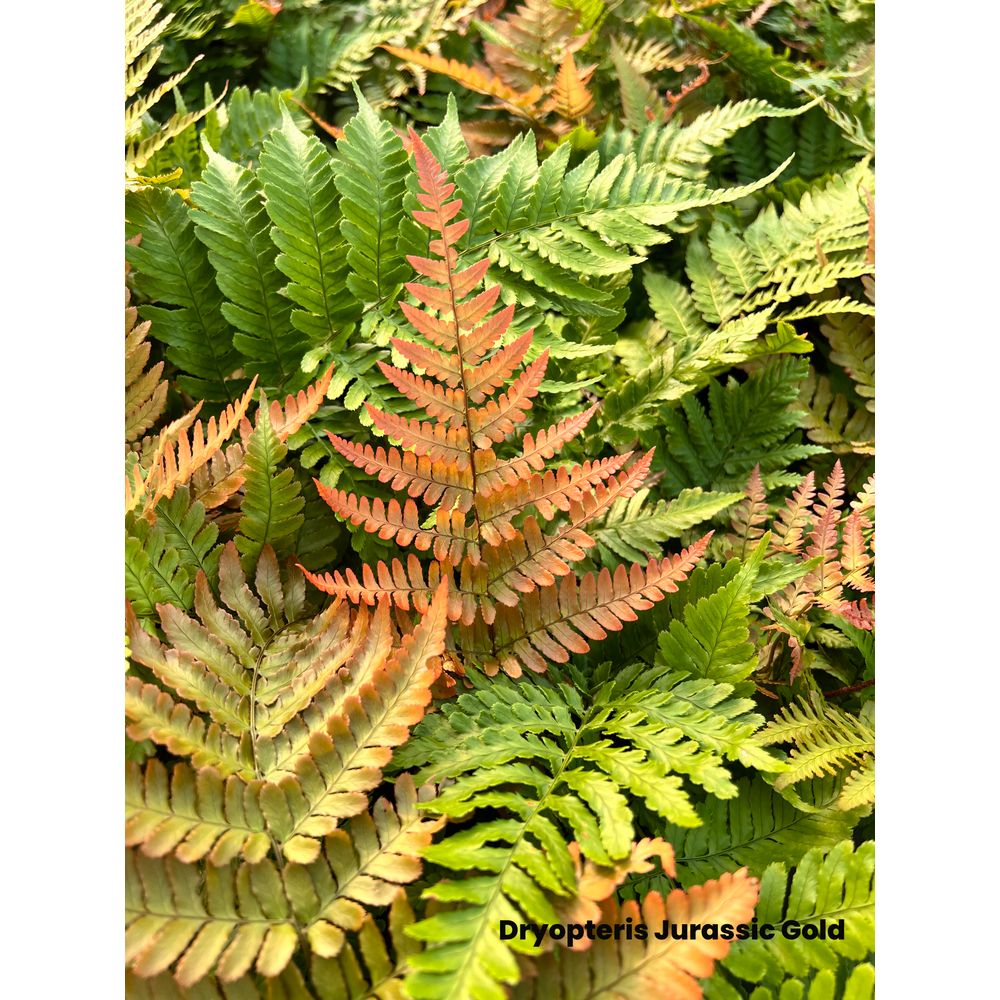 Dryopteris 'Jurassic Gold' : pot 3L