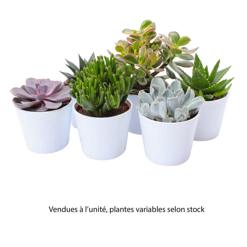 Succulentes mix : pot de céramique de D.13 cm