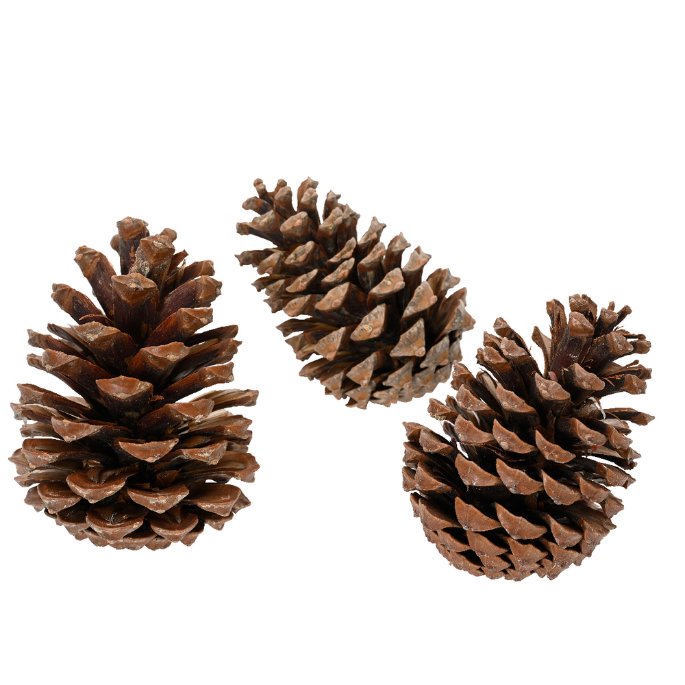 Décor Pommes de pin naturelles H.15.00cm