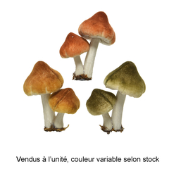 CHAMPIGNON MOUSS CLIP 9CM MULT-(936100)