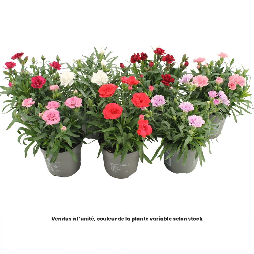 Dianthus Collection 'Oscar®', coloris variables : pot 0,5L