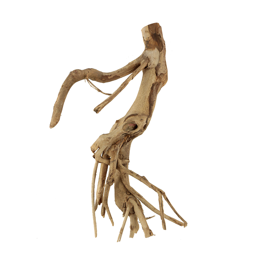 RACINE DE TALAWA M-(937572)