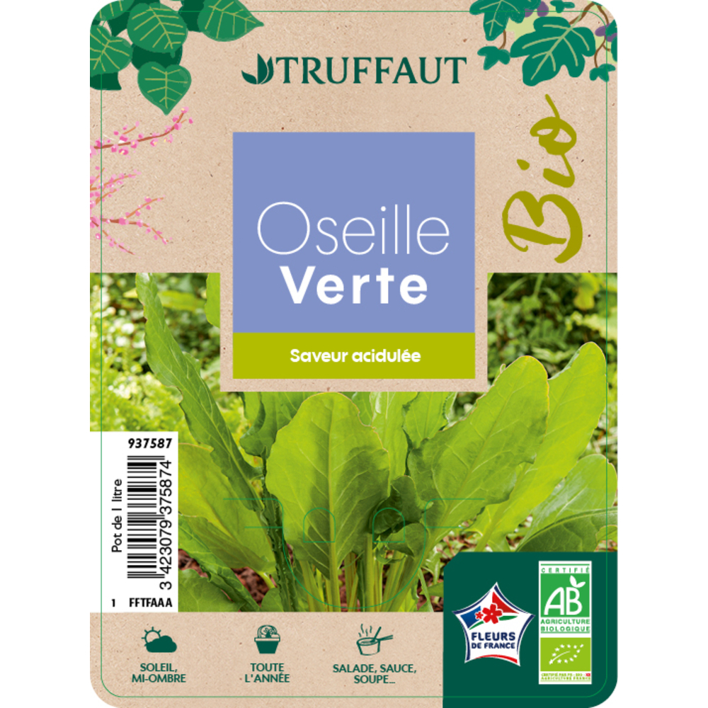 Plants d'oseille verte AB : pot de 1 litre