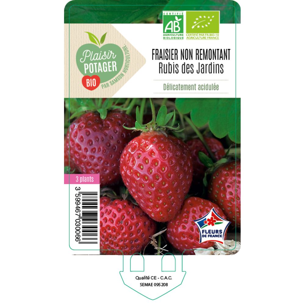 Fraisier 'Rubis des jardins' AB : barquette de 3 plants