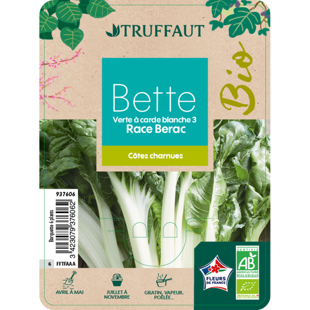 Plants de Poirée 'Berac' Barquette de 6 plants AB 