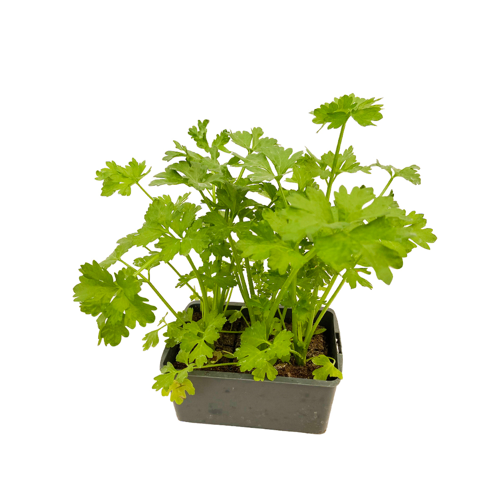 CELERI GT DORE AMELIORE AB B6-(937608)