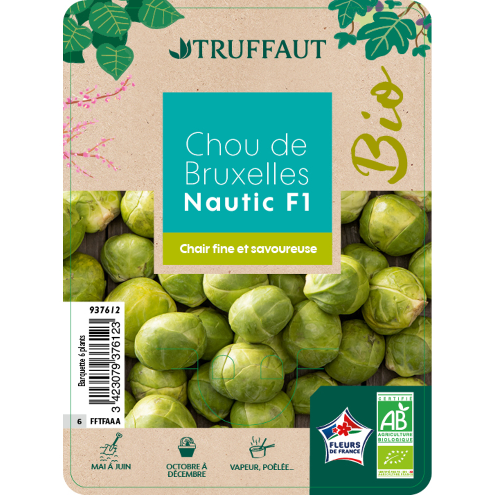 Plants de Chou de bruxelles 'Nautic' Barquette de 6 plants - AB