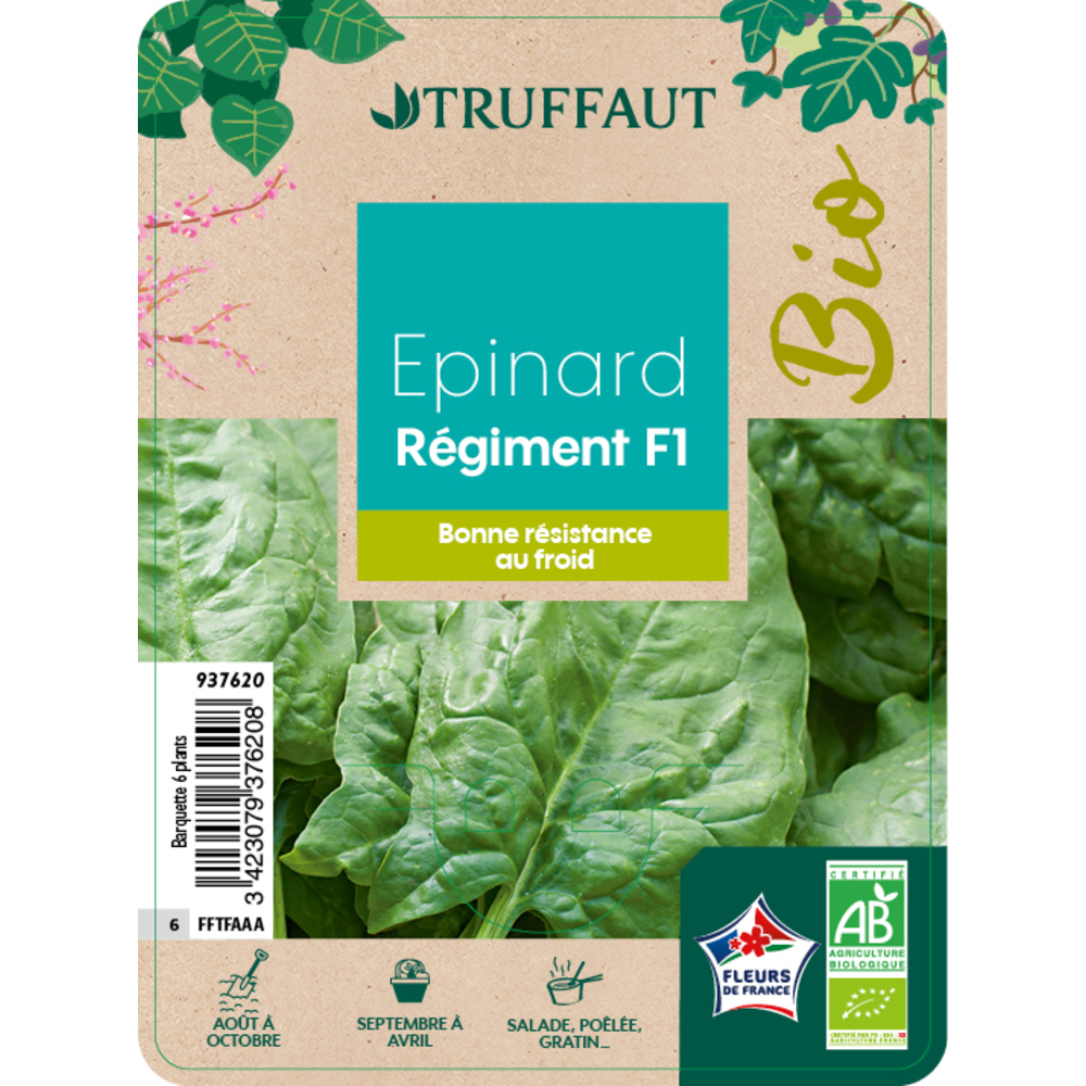 Plants d'Epinard 'Régiment' bio : barquette de 6 plants