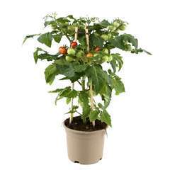 Plants de tomate cerise apéro AB - Pot 1L