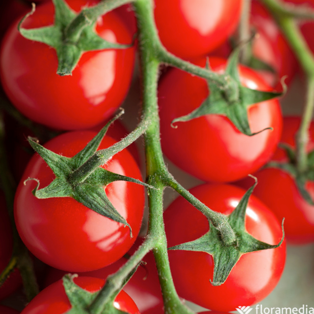 Plants de tomate cerise apéro AB - Pot 1L