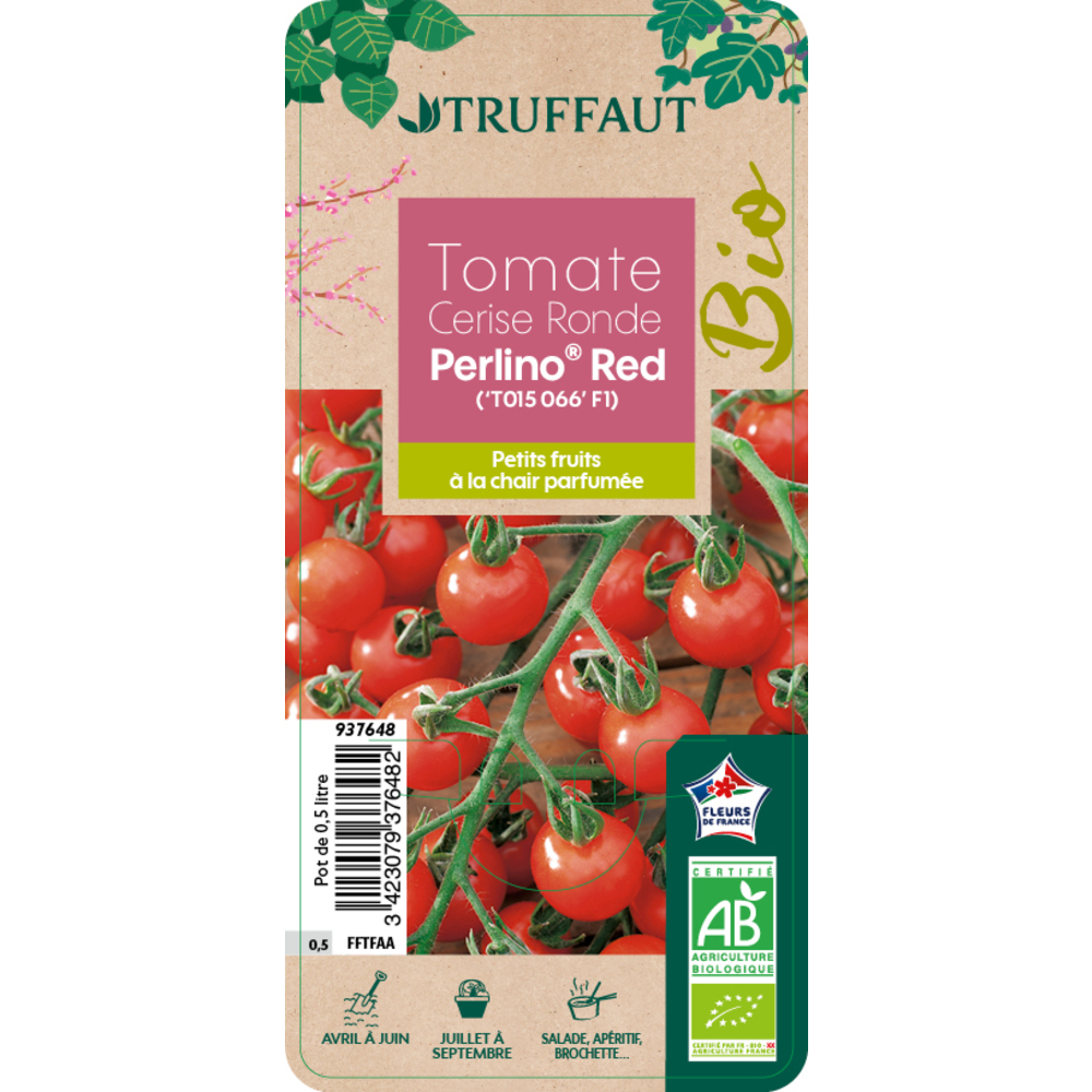Plants de Tomates cerise 'Perlino' F1 AB : pot 0.5 L