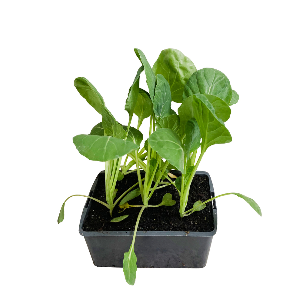 Plants de Chou de Bruxelles 'Brigitte' AB- Barquette de 6 plants 
