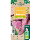 Plant de Patate douce 'Sakura'- Pot 0,5L - AB 