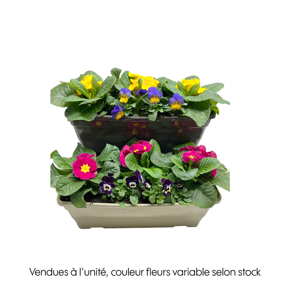 Composition primevères et violettes : jardinière de 40cm