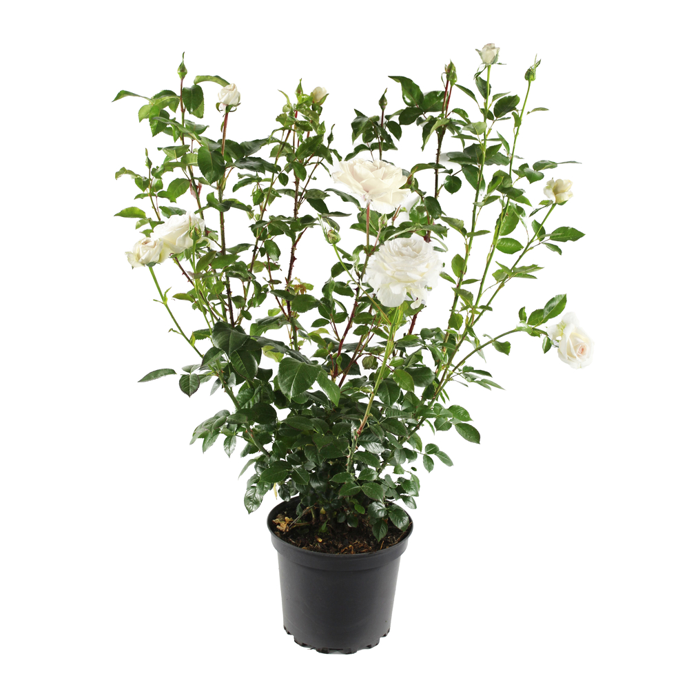 Rosier duo monovariétal : pot 7.5L