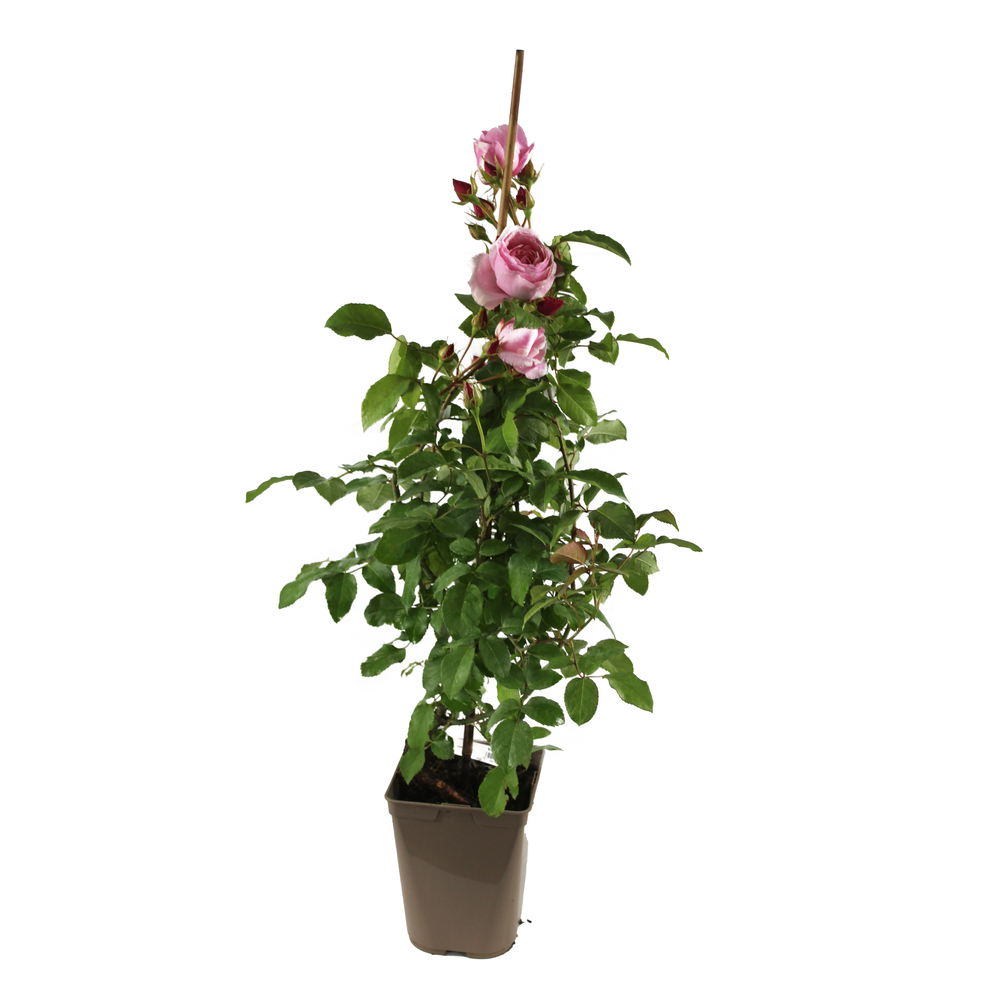 Rosier grimpant Georges Delbard : pot de 3L