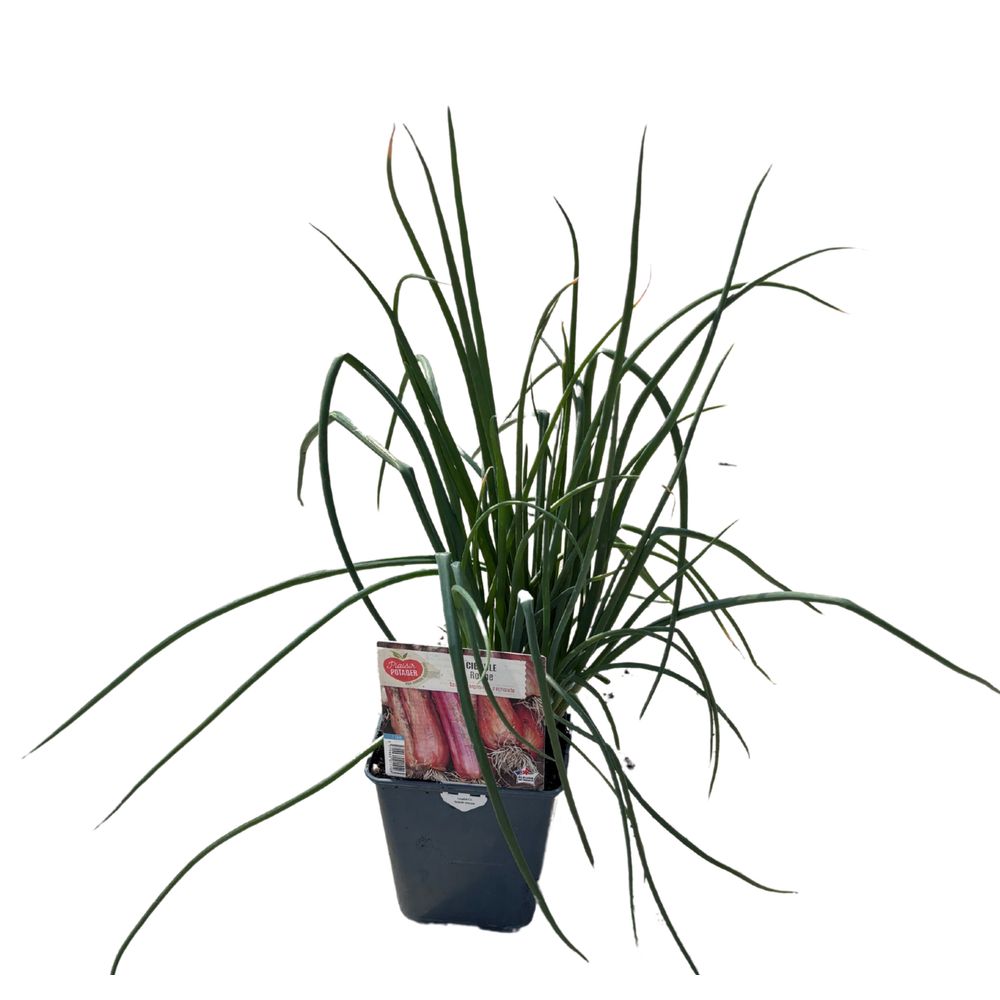 Ciboule rouge : pot 1L