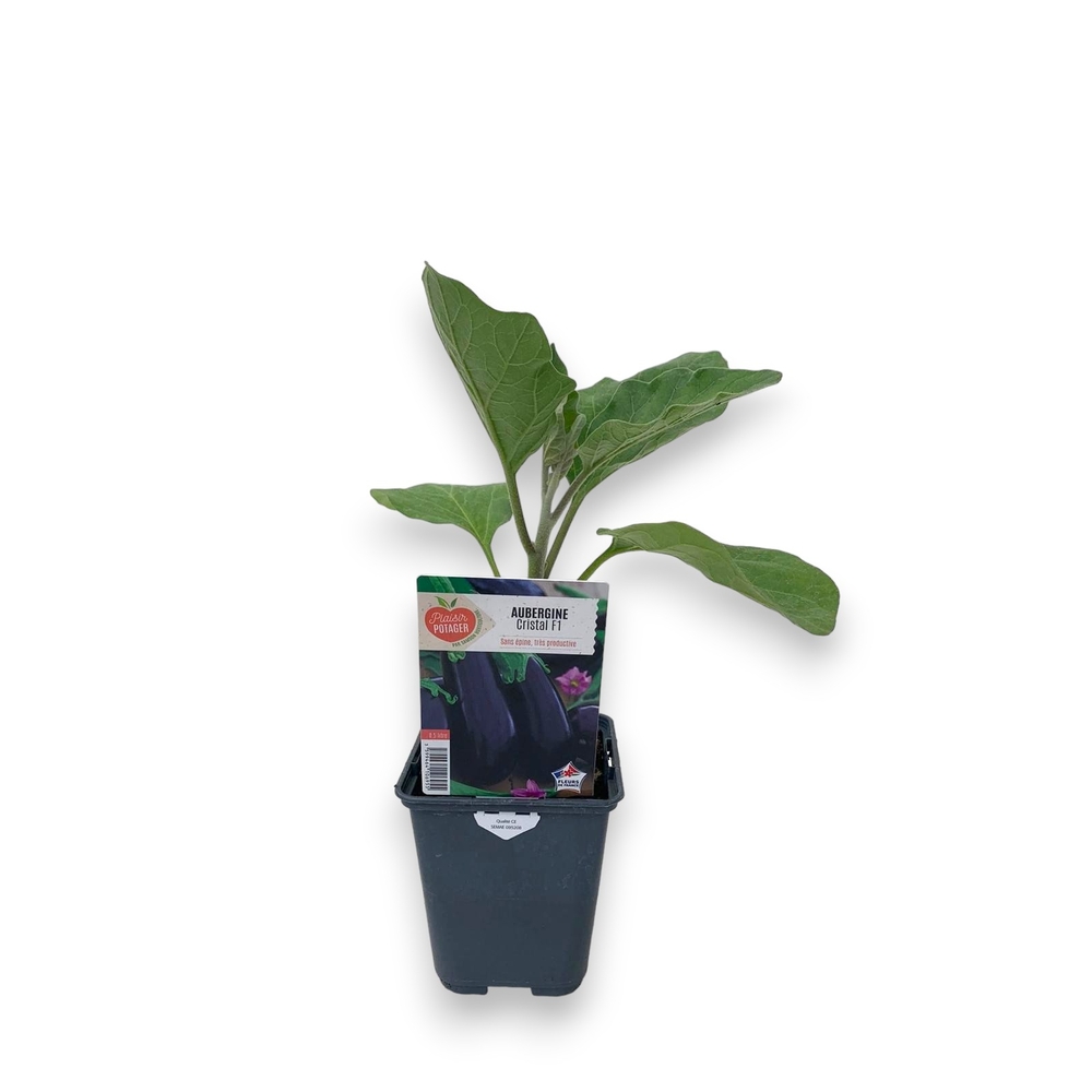 Aubergine 'Cristal'F1 : pot 0,5L