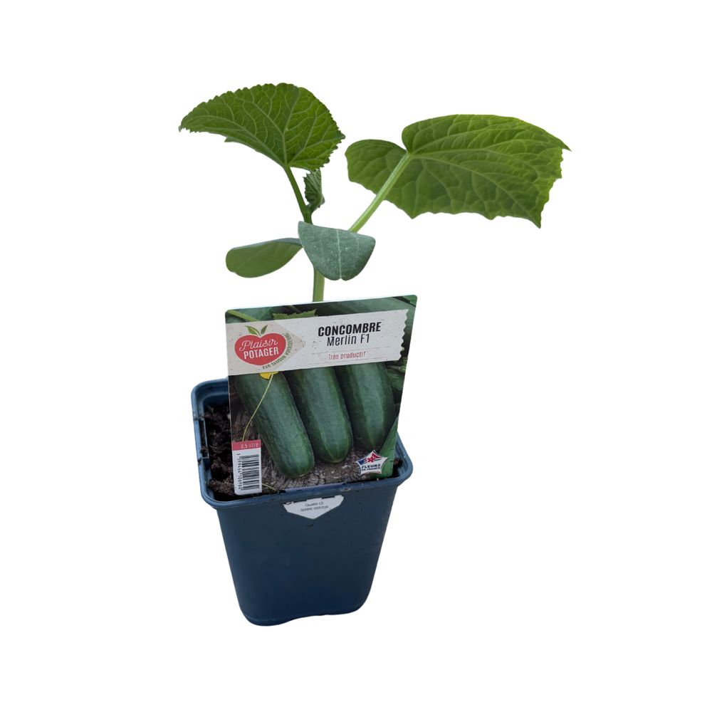 Plant de Concombre 'Merlin' F1 : pot 0,5L