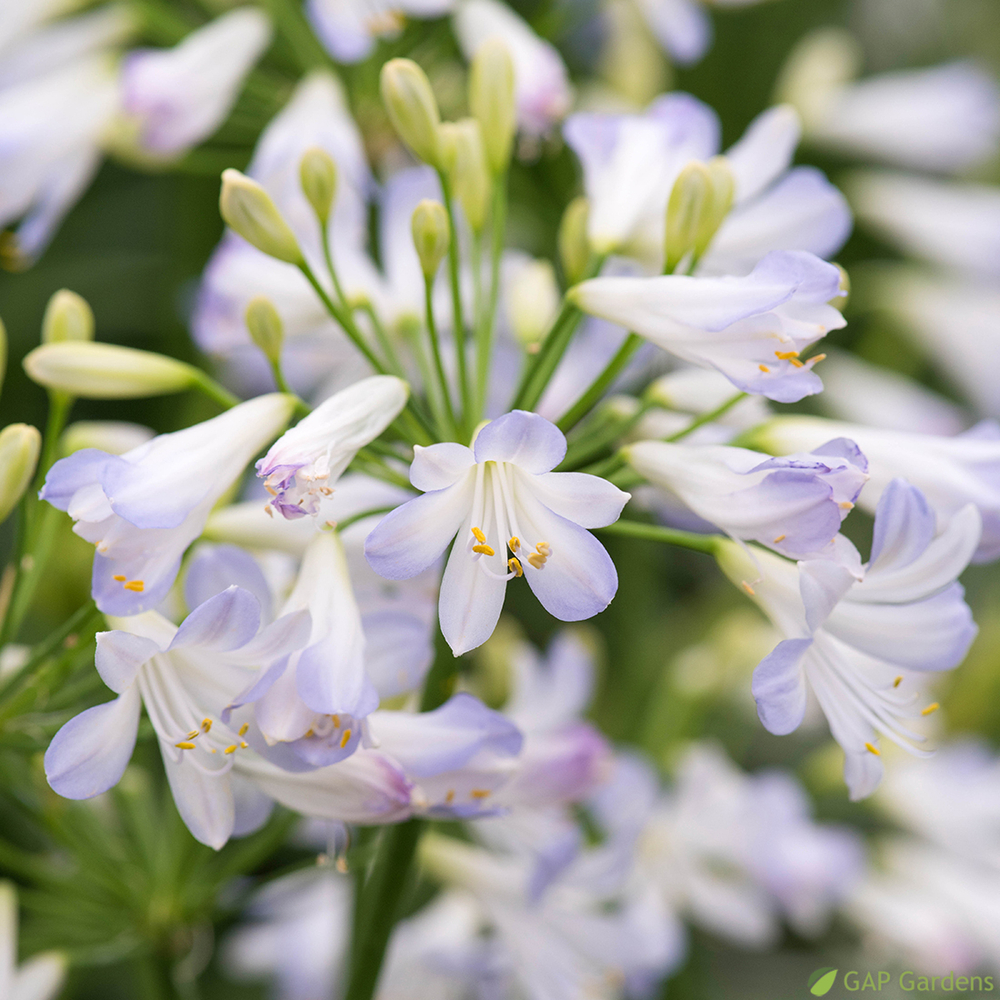 AGAPANTHE SILVER BABY C 2L-(937926)