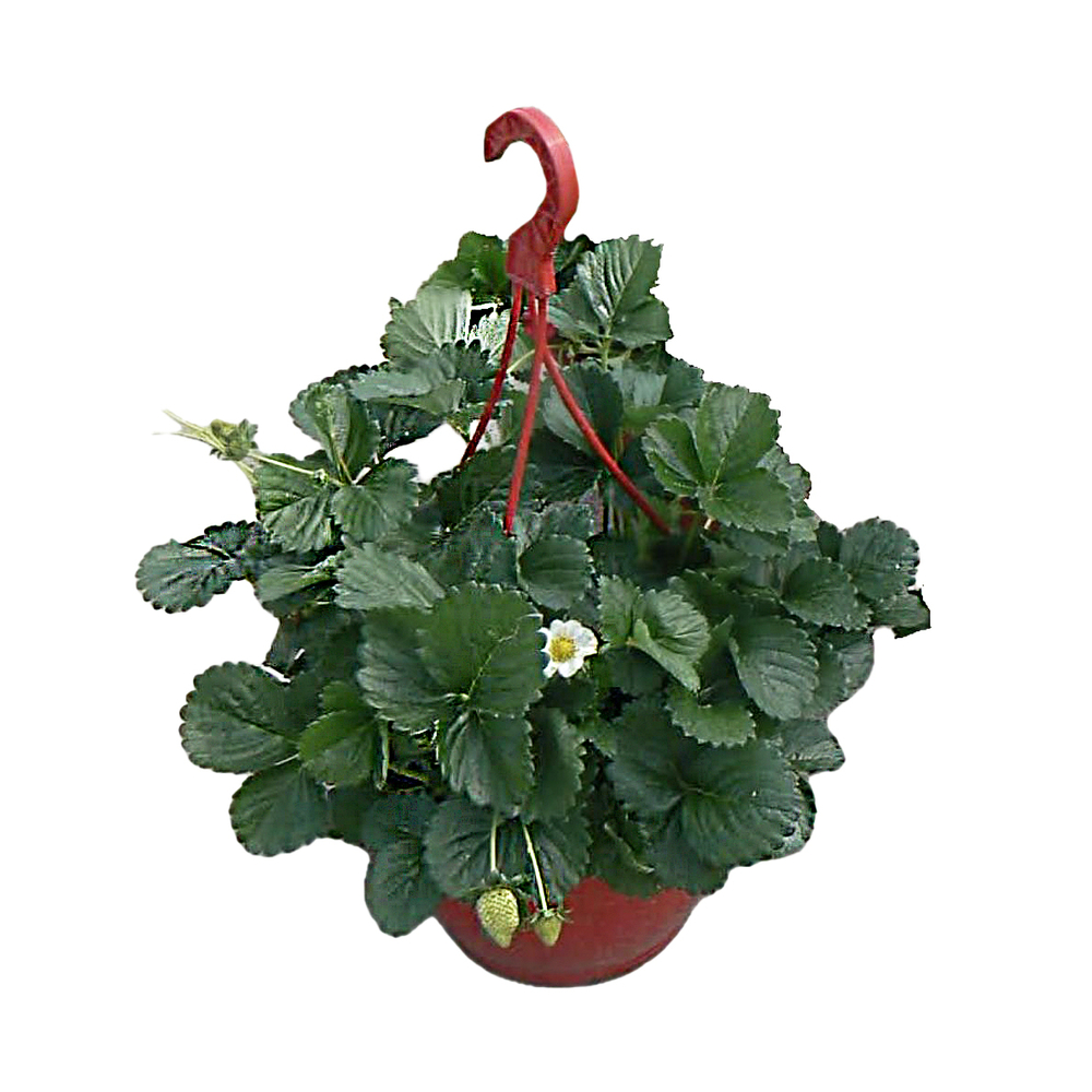Fraisier 'Delizz' - Suspension 4L 