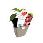 Plant de Poivron 'Midinor® Red' F1- Pot 0,5L